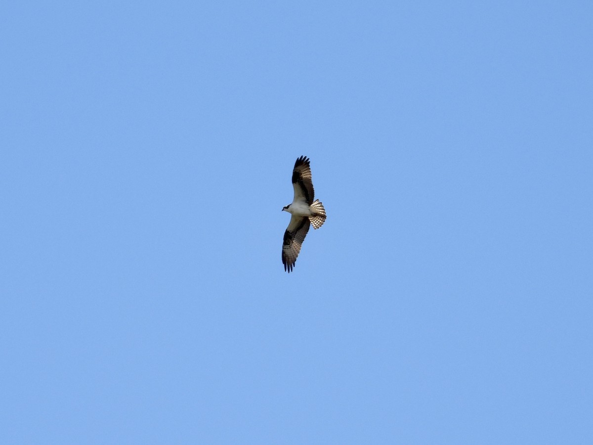 Águila Pescadora - ML617903153