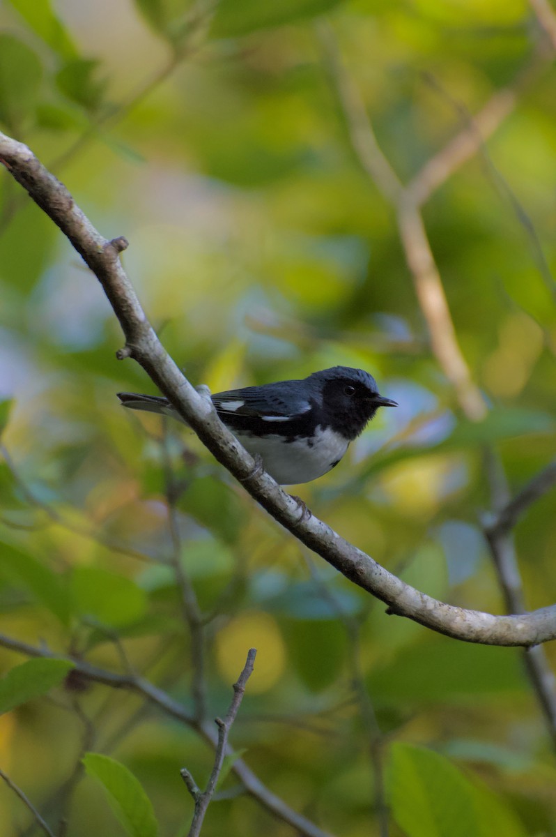 Black-throated Blue Warbler - ML617903158