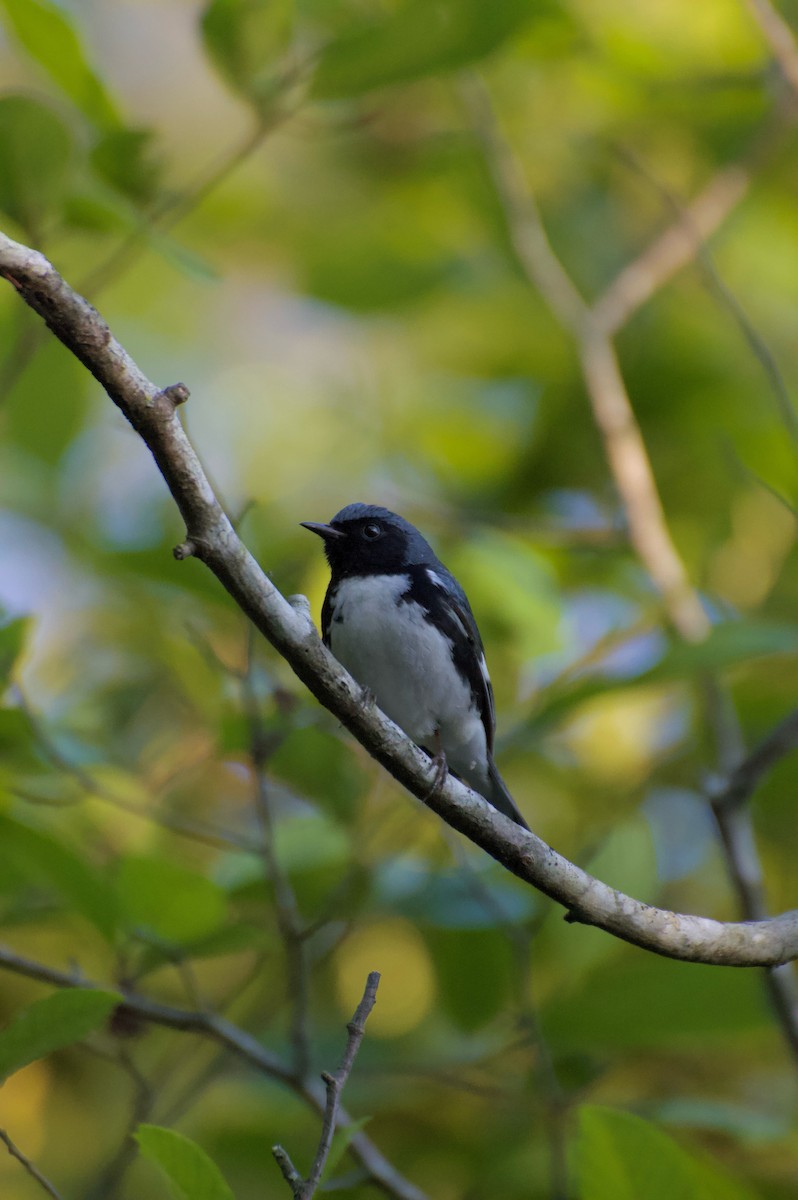 Black-throated Blue Warbler - ML617903159