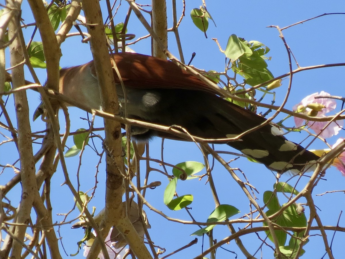 Squirrel Cuckoo - ML617903166