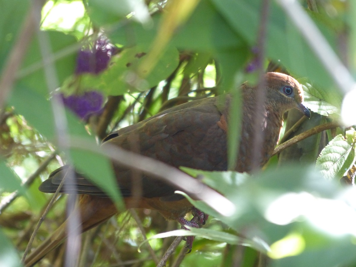 Brown Cuckoo-Dove - ML617903171