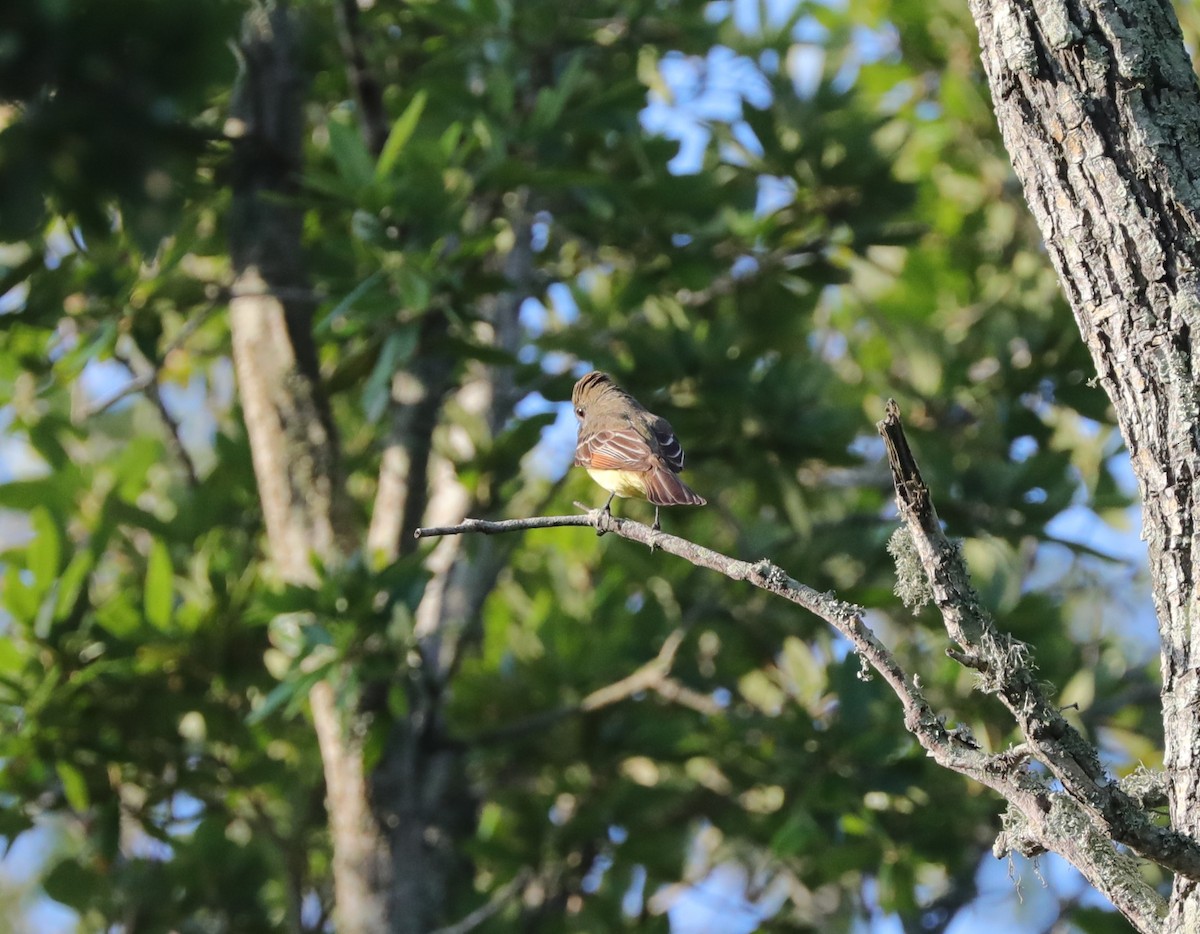 Great Crested Flycatcher - Laurel Barnhill