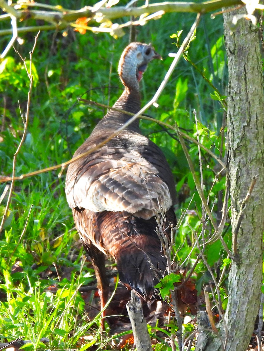 Wild Turkey - ML617903207