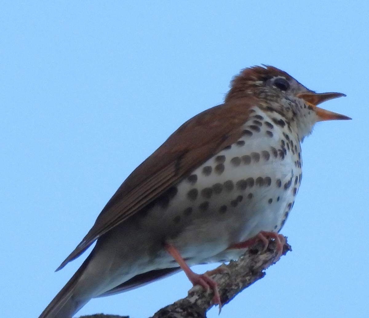 Wood Thrush - ML617903225