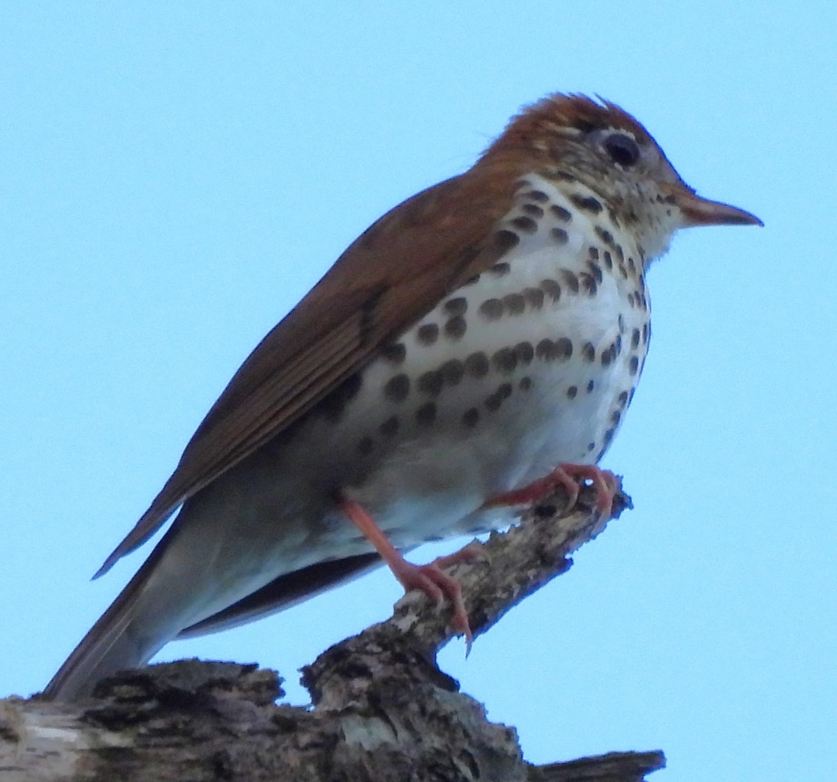 Wood Thrush - ML617903226