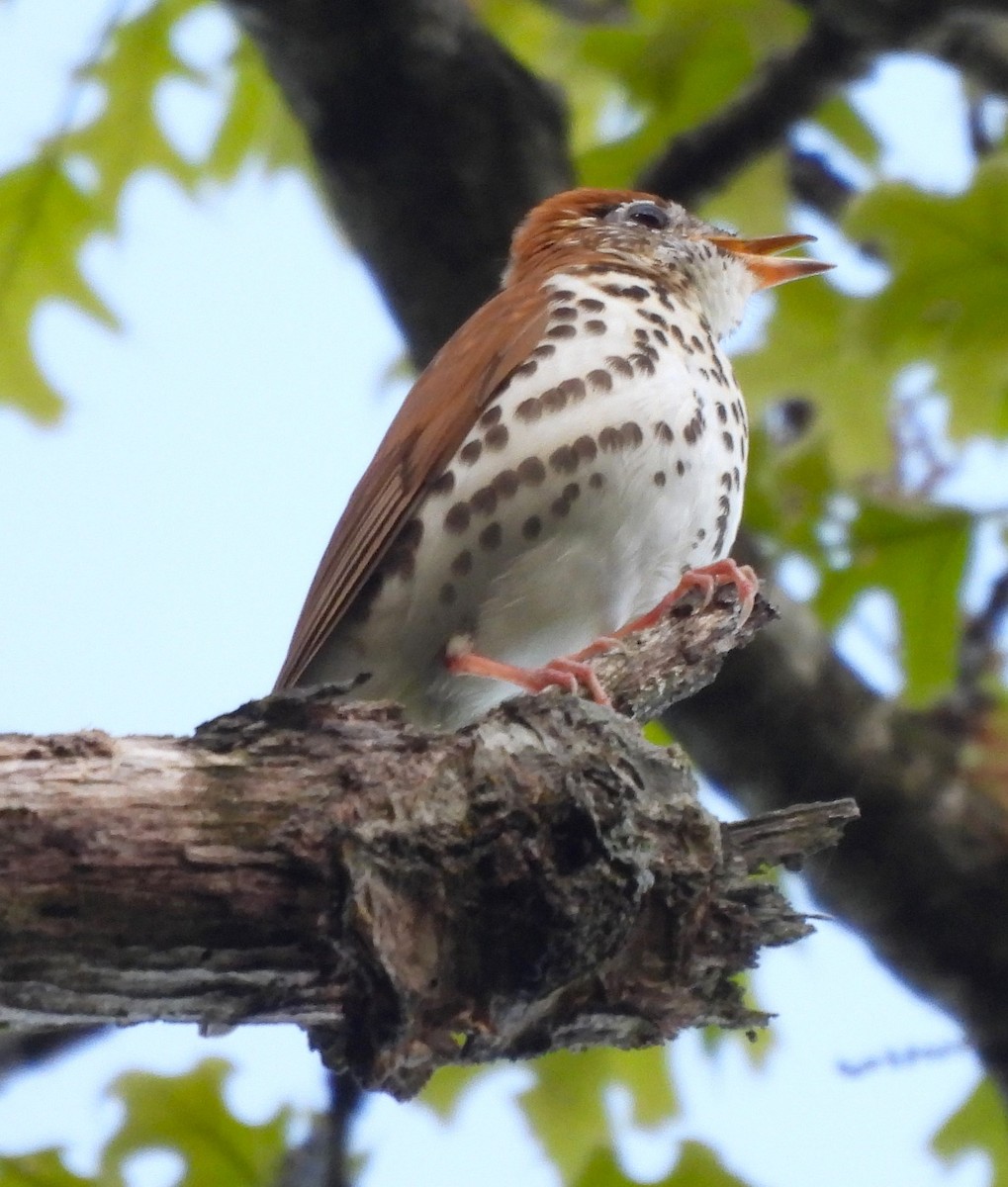 Wood Thrush - ML617903228