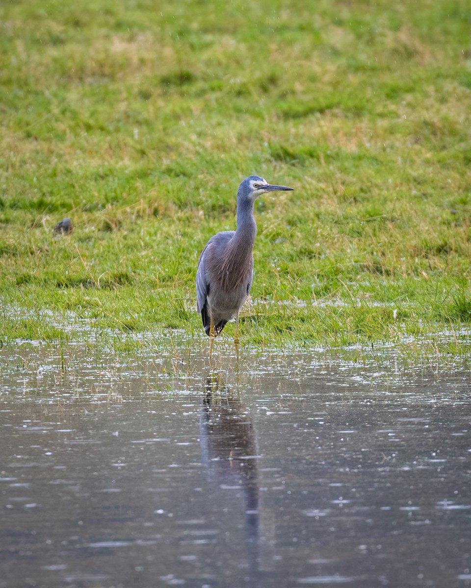 White-faced Heron - Mason Prokop