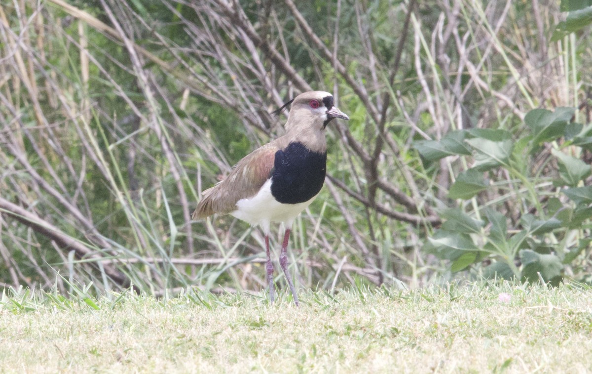 Southern Lapwing - ML617903240