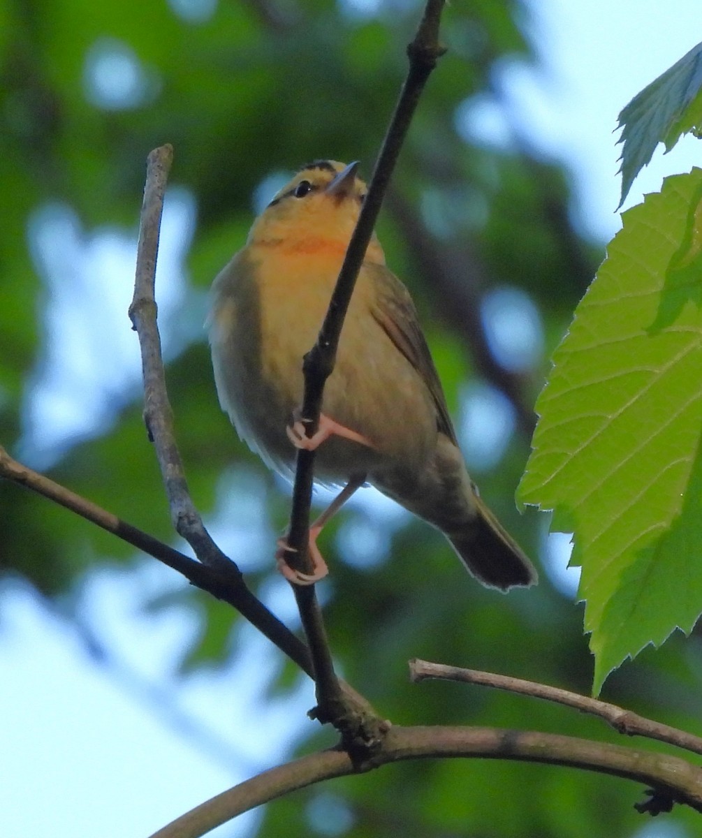 Worm-eating Warbler - ML617903246