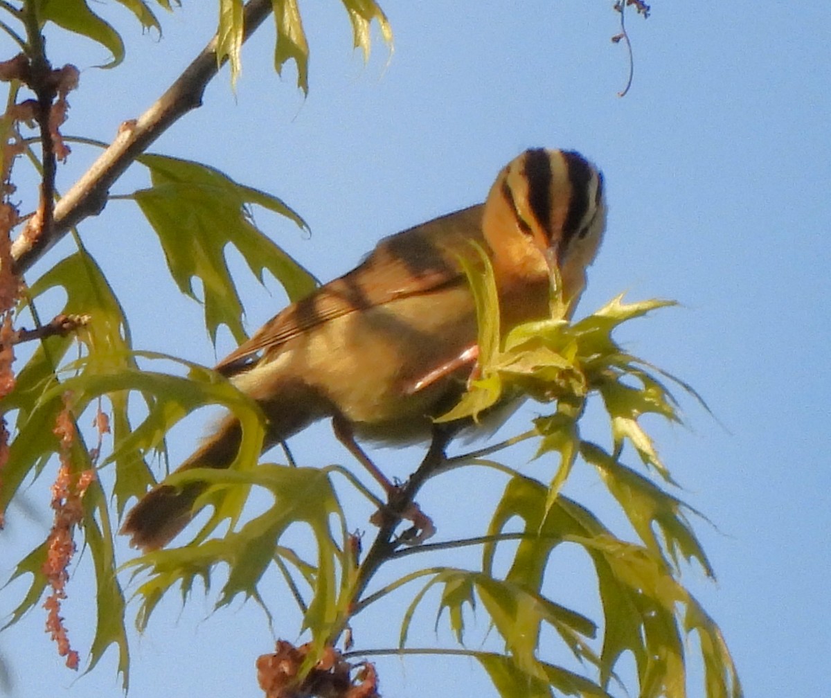Worm-eating Warbler - ML617903247