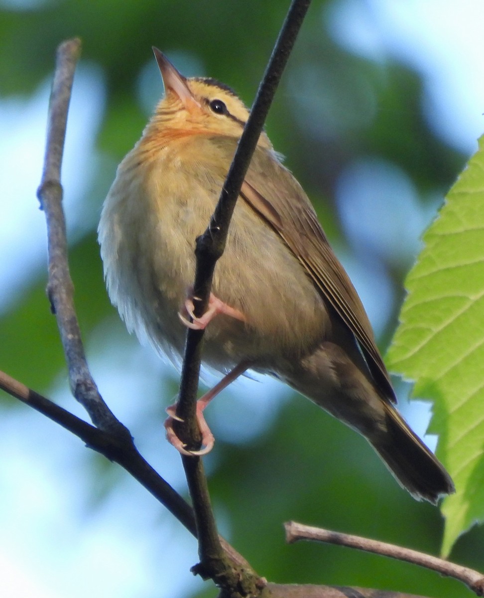 Worm-eating Warbler - ML617903248