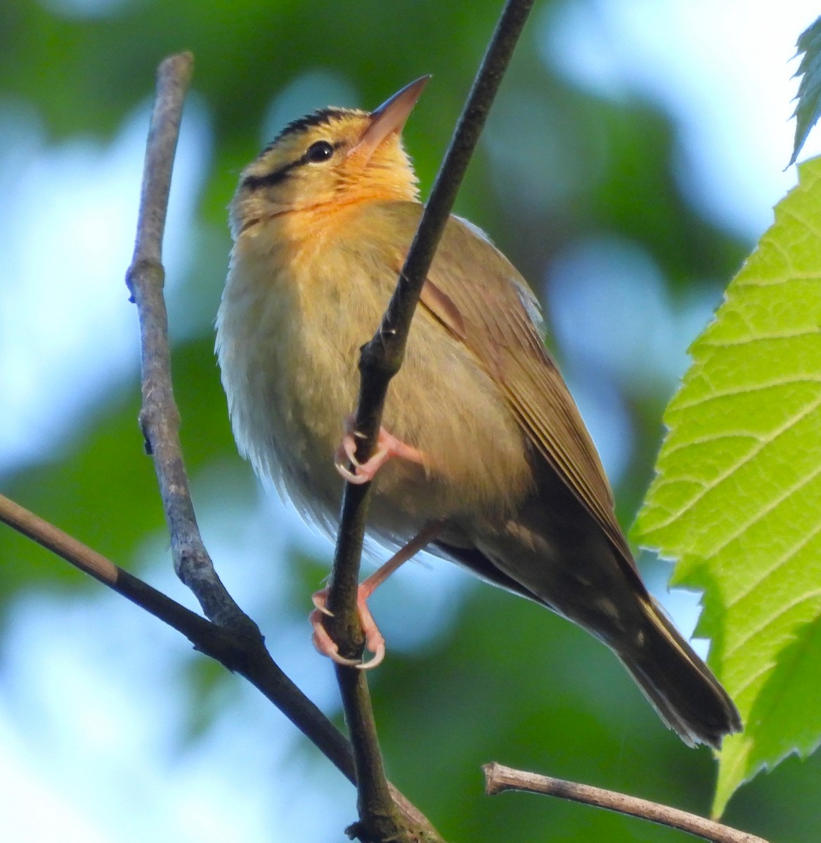 Worm-eating Warbler - ML617903249