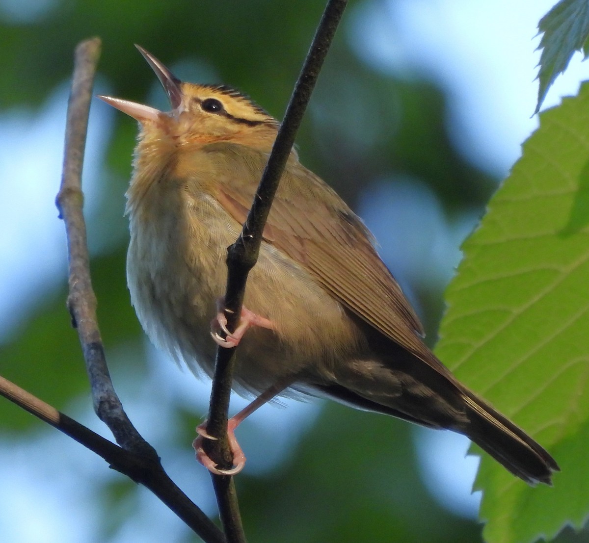 Worm-eating Warbler - ML617903250