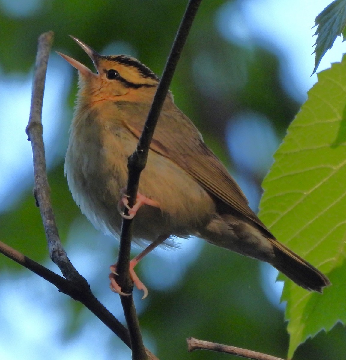 Worm-eating Warbler - ML617903251