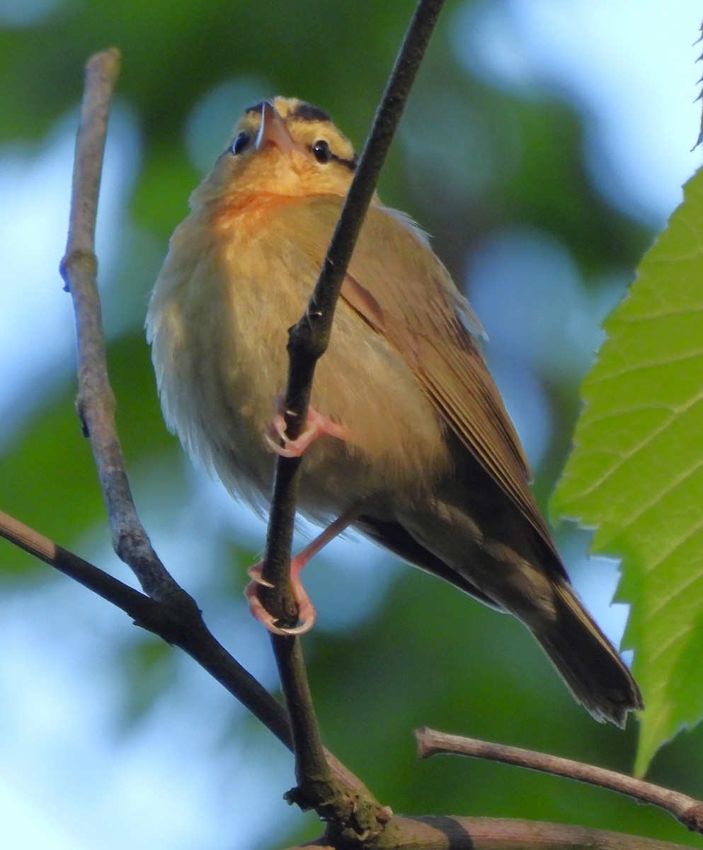 Worm-eating Warbler - ML617903253