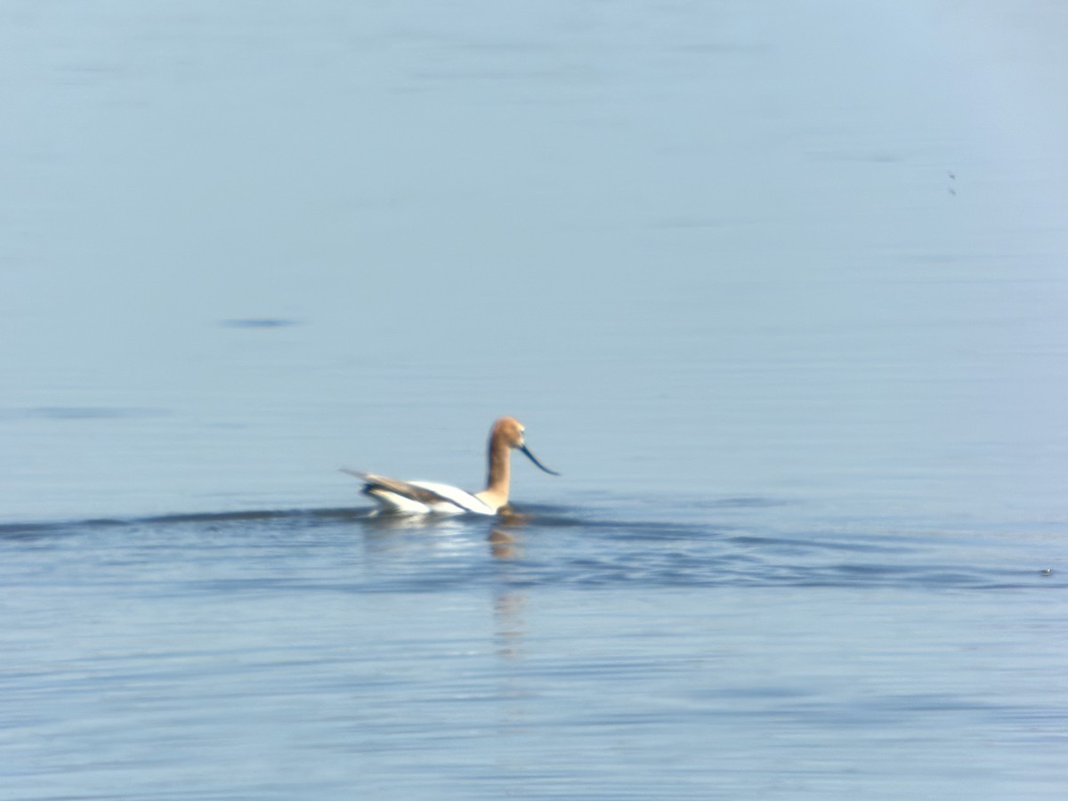 American Avocet - ML617903256