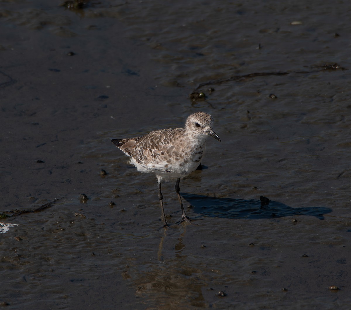 Black-bellied Plover - ML617903312