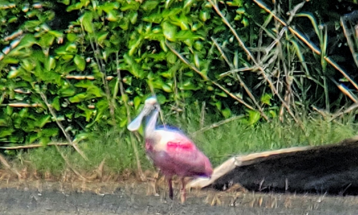 Roseate Spoonbill - Arthur Gonzales