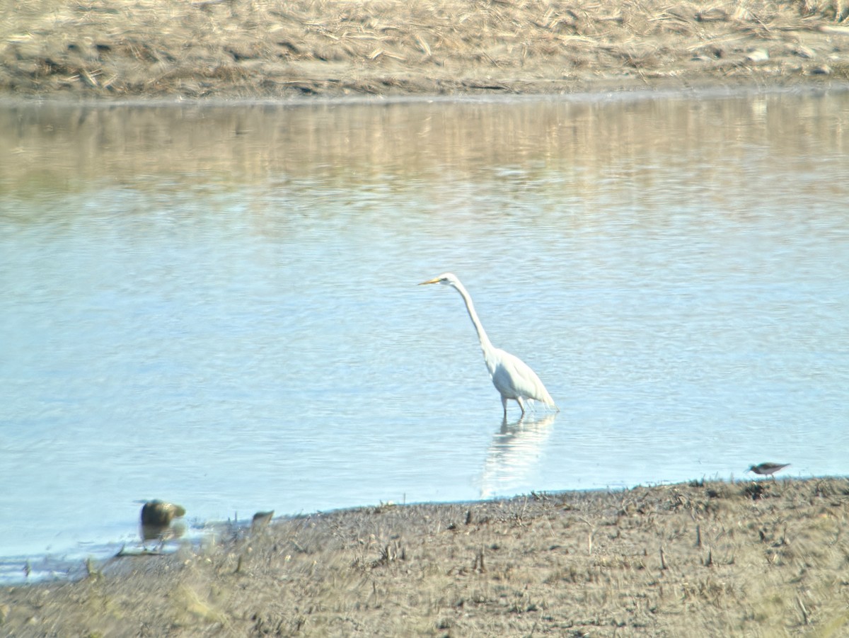 Great Egret - ML617903321