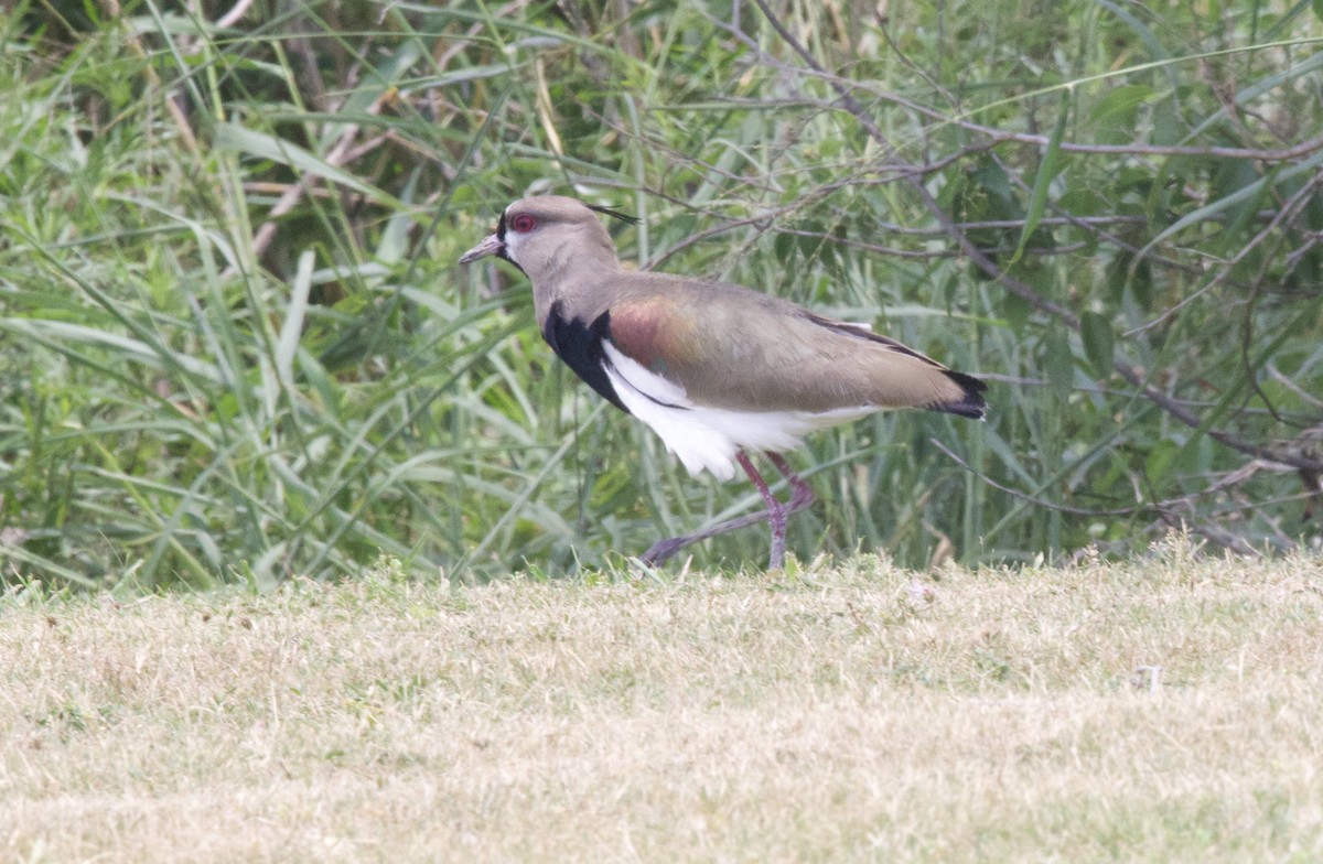 Southern Lapwing - ML617903341