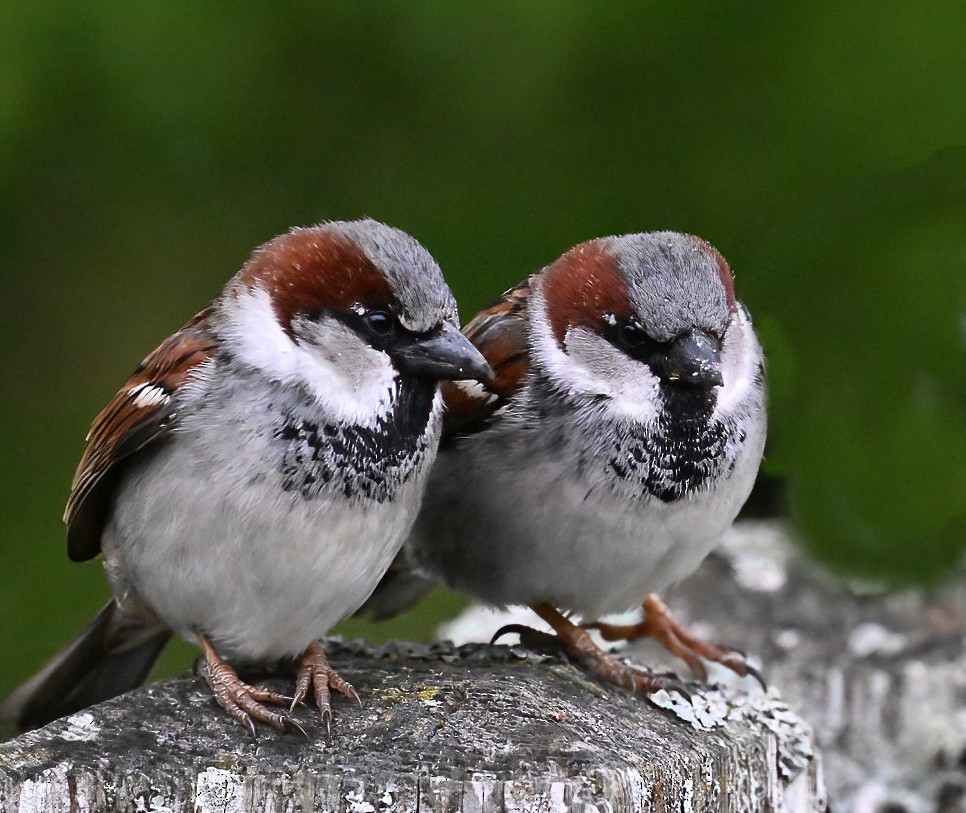 House Sparrow - ML617903404