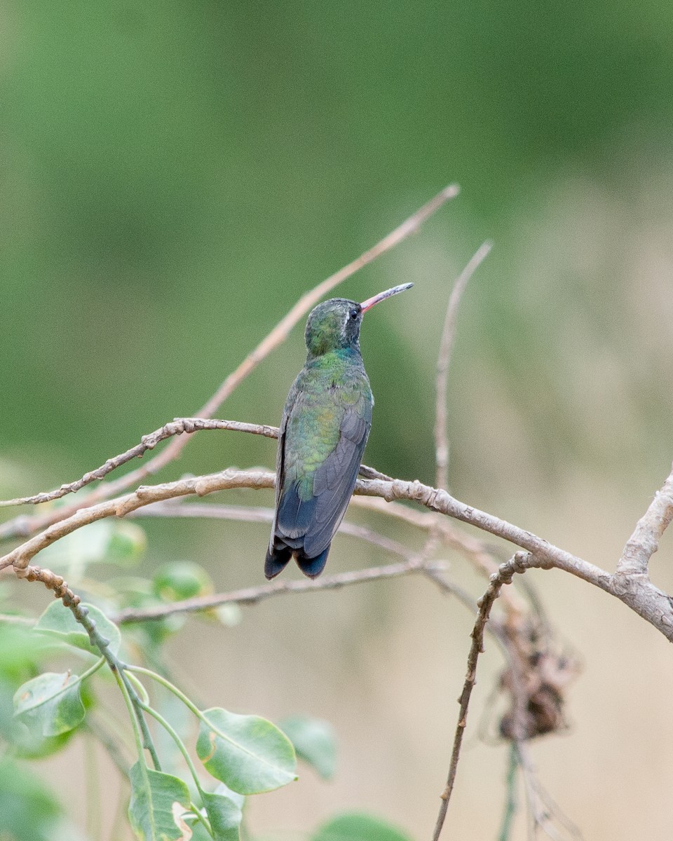 Broad-billed Hummingbird - Arafat López Juárez