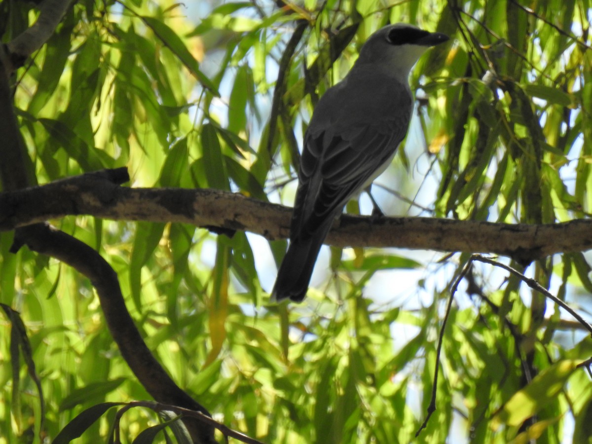 White-bellied Cuckooshrike - Monica Mesch