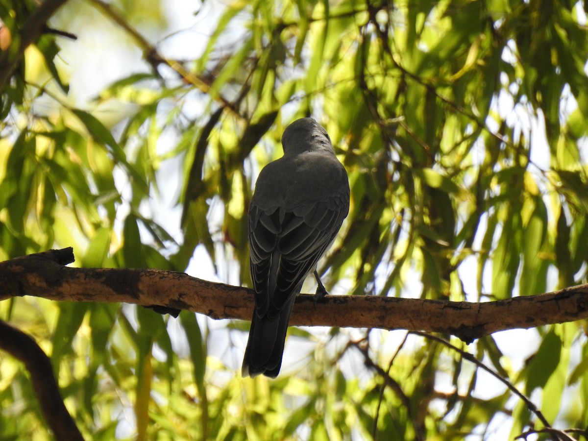 White-bellied Cuckooshrike - Monica Mesch