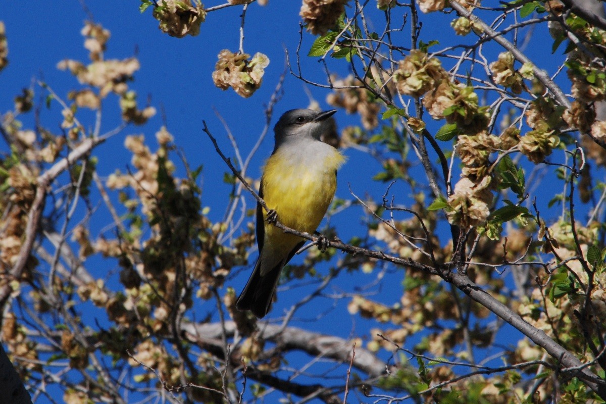 Western Kingbird - Noel Zaugg