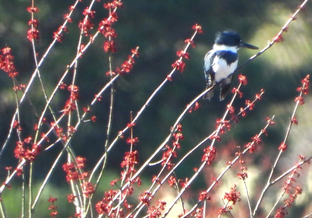 Belted Kingfisher - ML617903661
