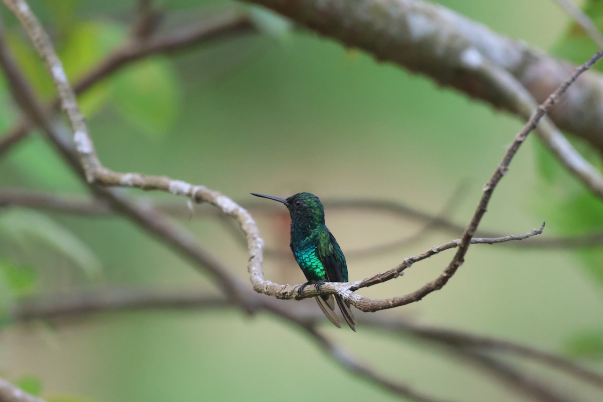 Red-billed Emerald - Jorge Alcalá