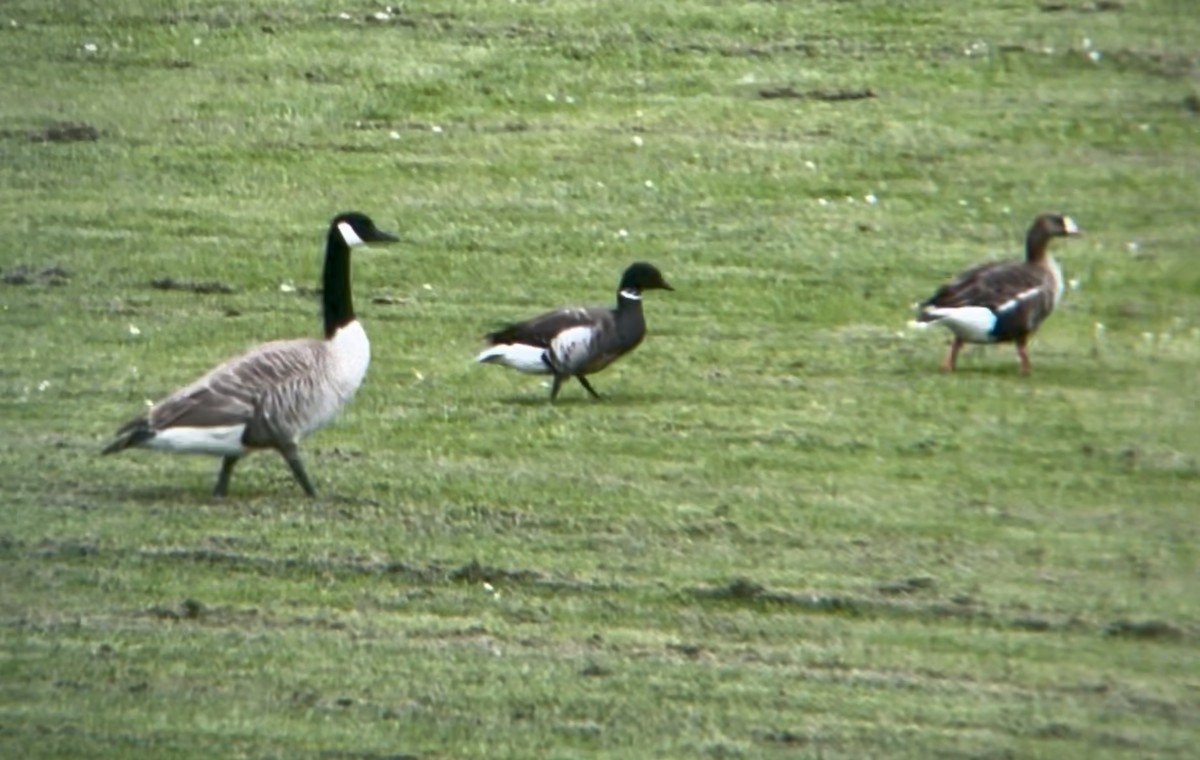 Greater White-fronted Goose - ML617903823