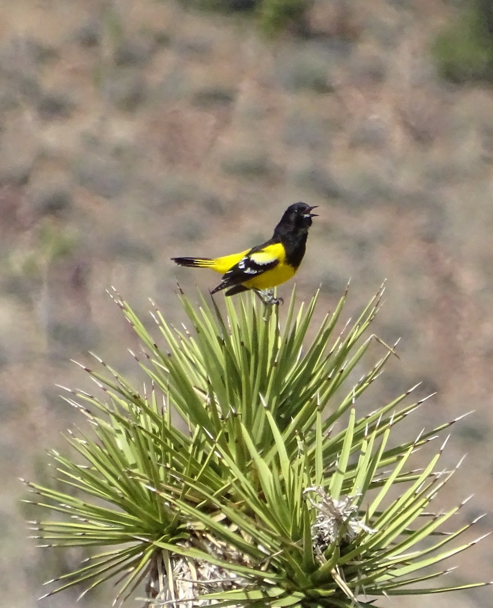 Scott's Oriole - ML617903827