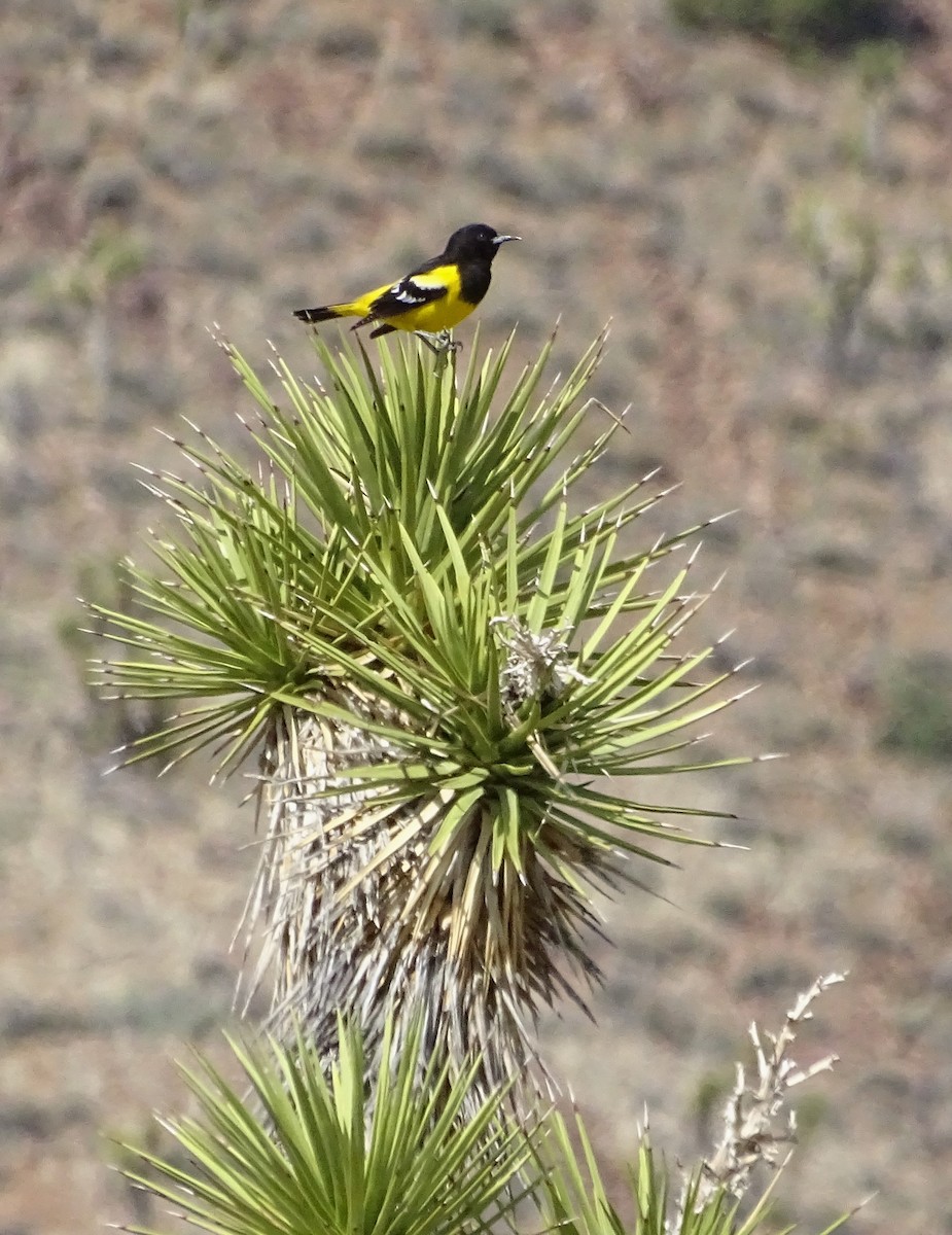 Scott's Oriole - Nancy Overholtz