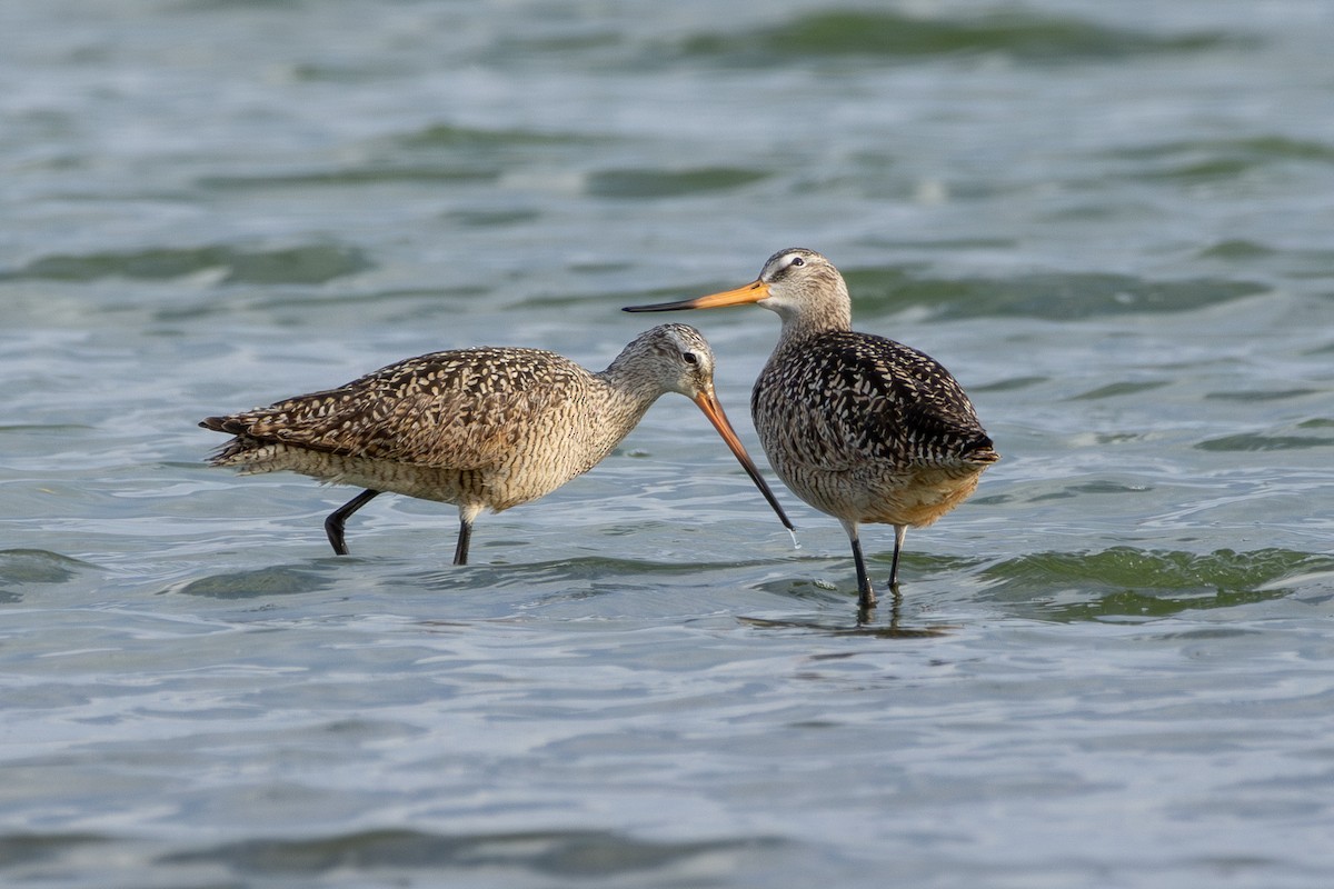 Marbled Godwit - ML617903838