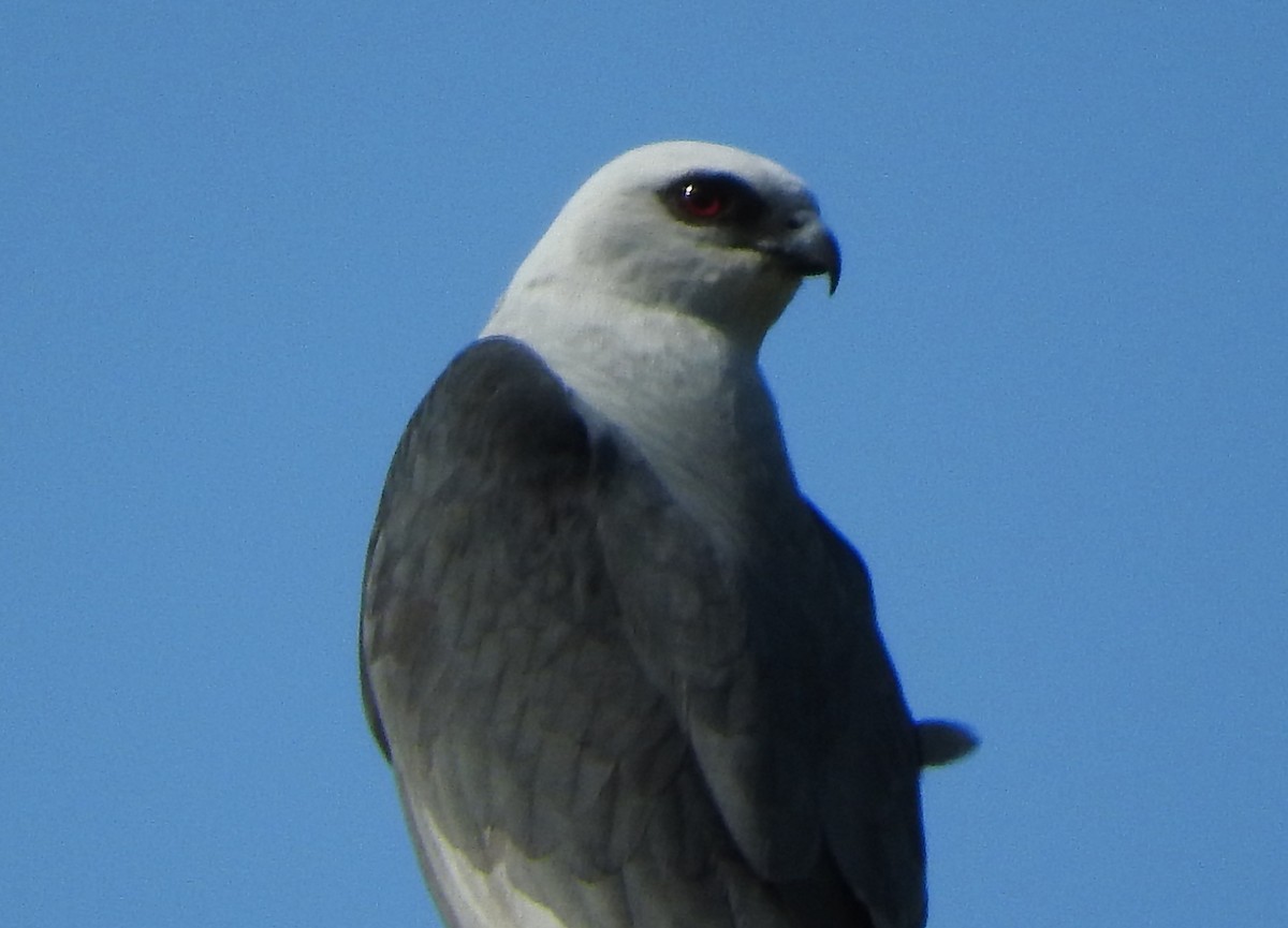 Mississippi Kite - Mark Meunier