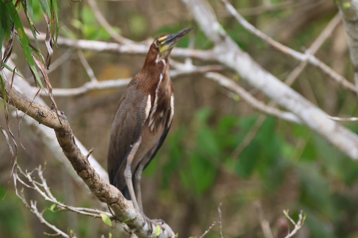 Rufescent Tiger-Heron - Jorge Alcalá