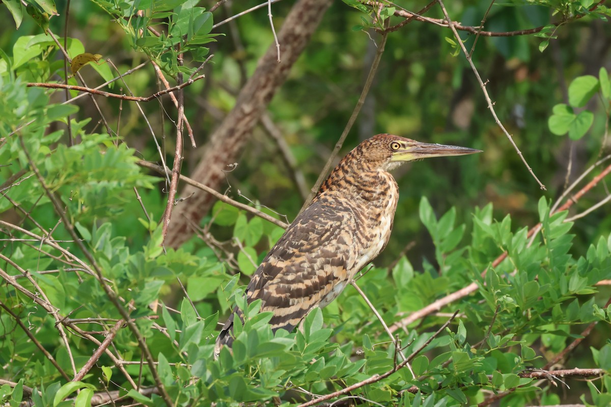 Rufescent Tiger-Heron - ML617903961