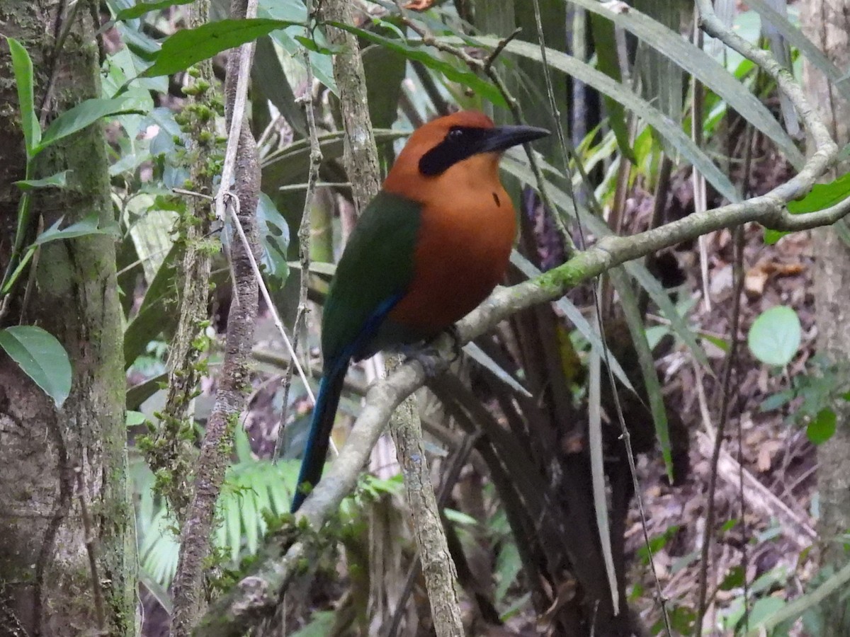 Zimtbrustmotmot - ML617903973