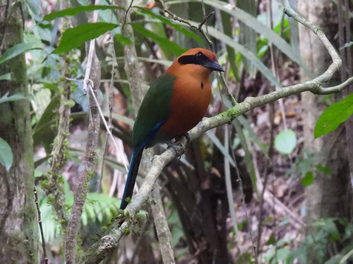 Rufous Motmot - ML617903974