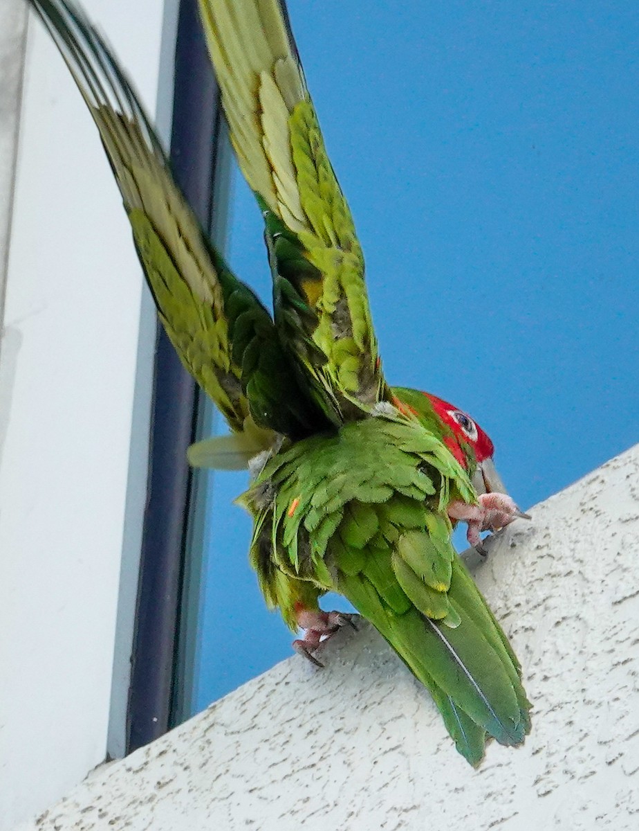 Mitred Parakeet - Kathleen Horn