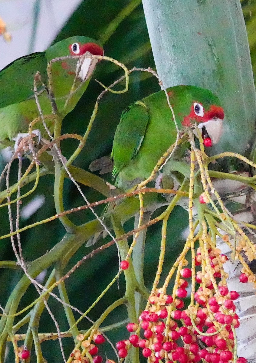 Mitred Parakeet - Kathleen Horn