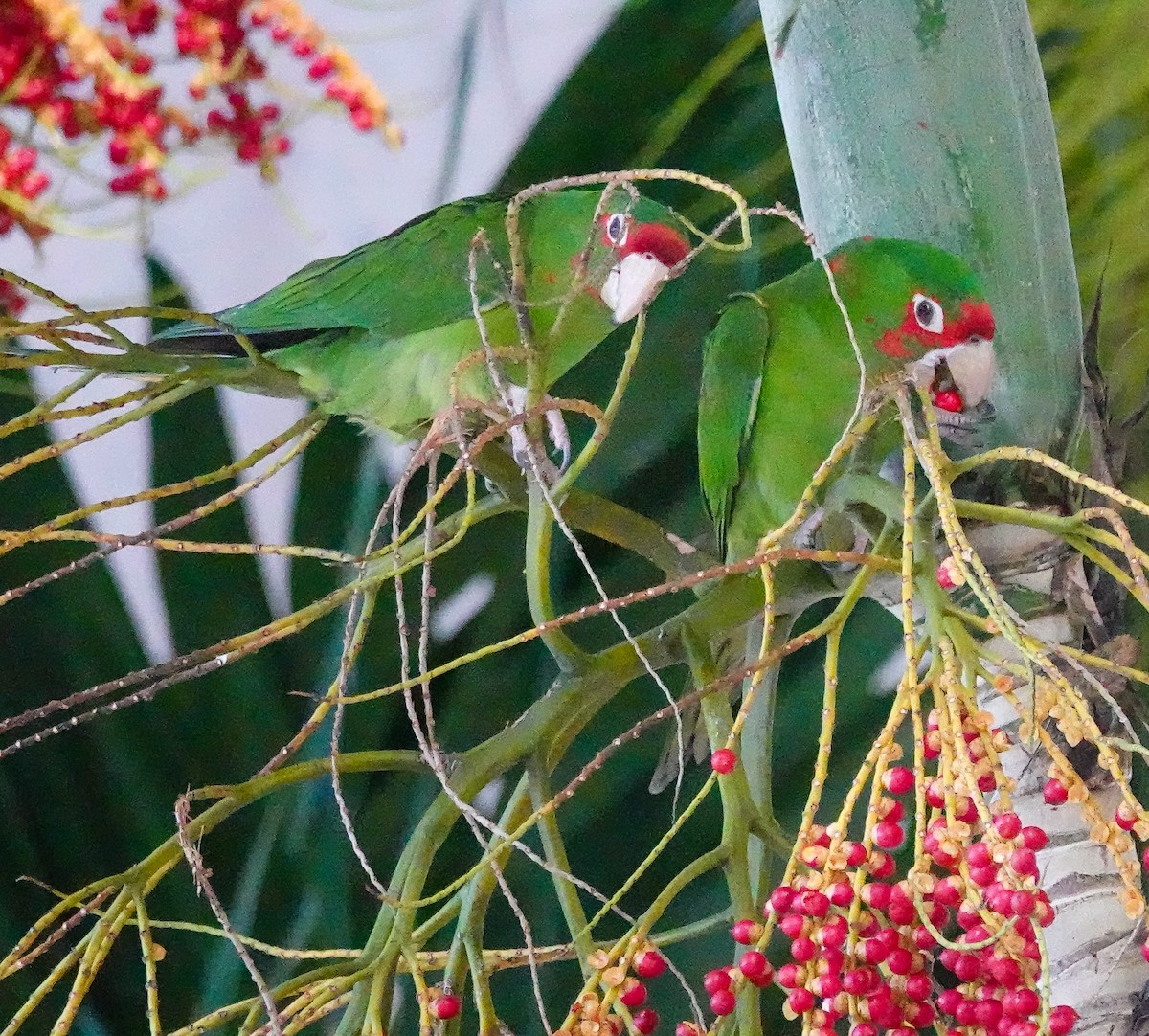 Mitred Parakeet - Kathleen Horn