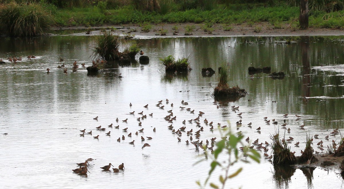 Least Sandpiper - ML617904064