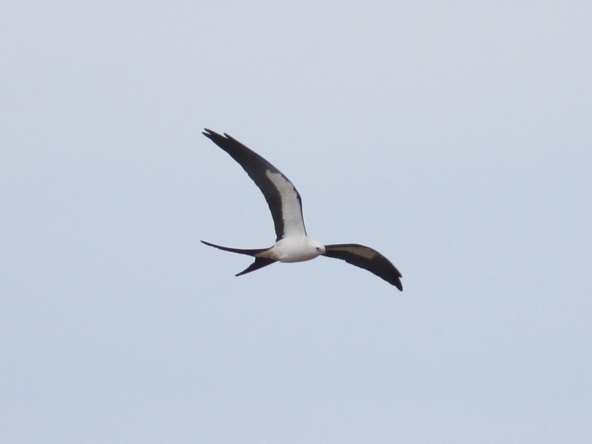 Swallow-tailed Kite - Gilles Belliveau
