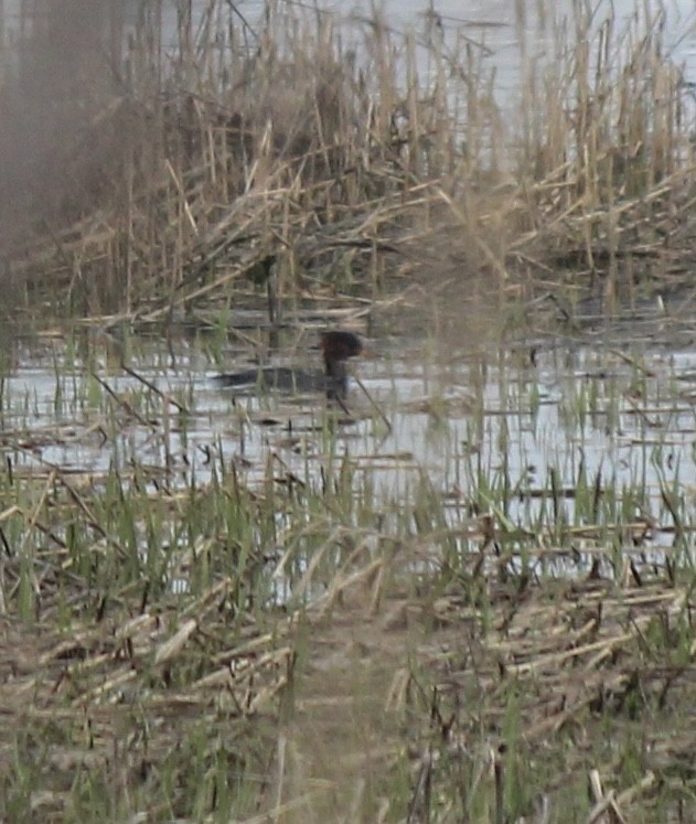 Hooded Merganser - ML617904141