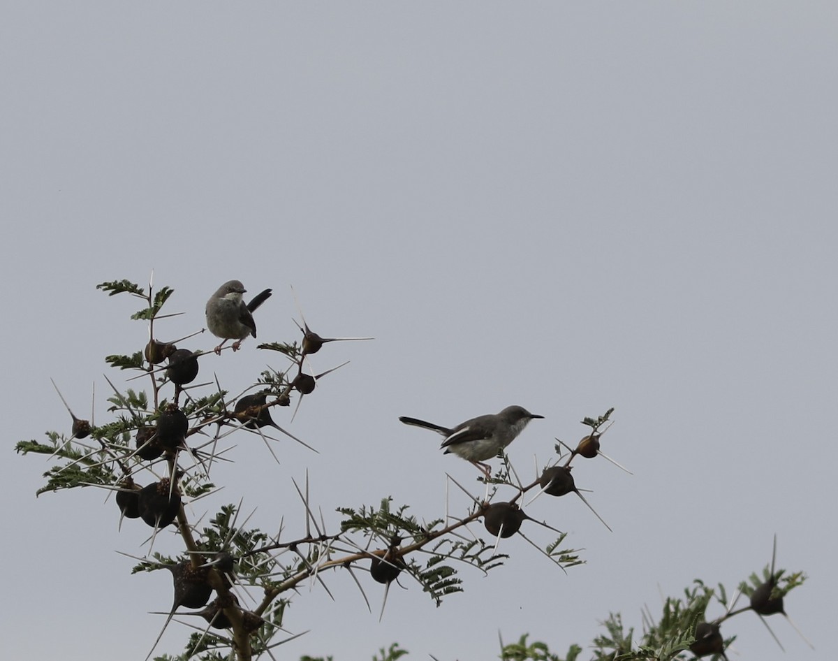 Karamoja Apalis - ML617904163