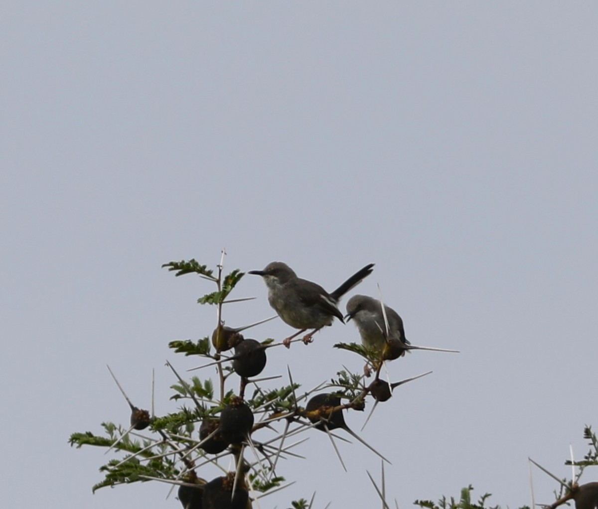 Apalis de Karamoja - ML617904166