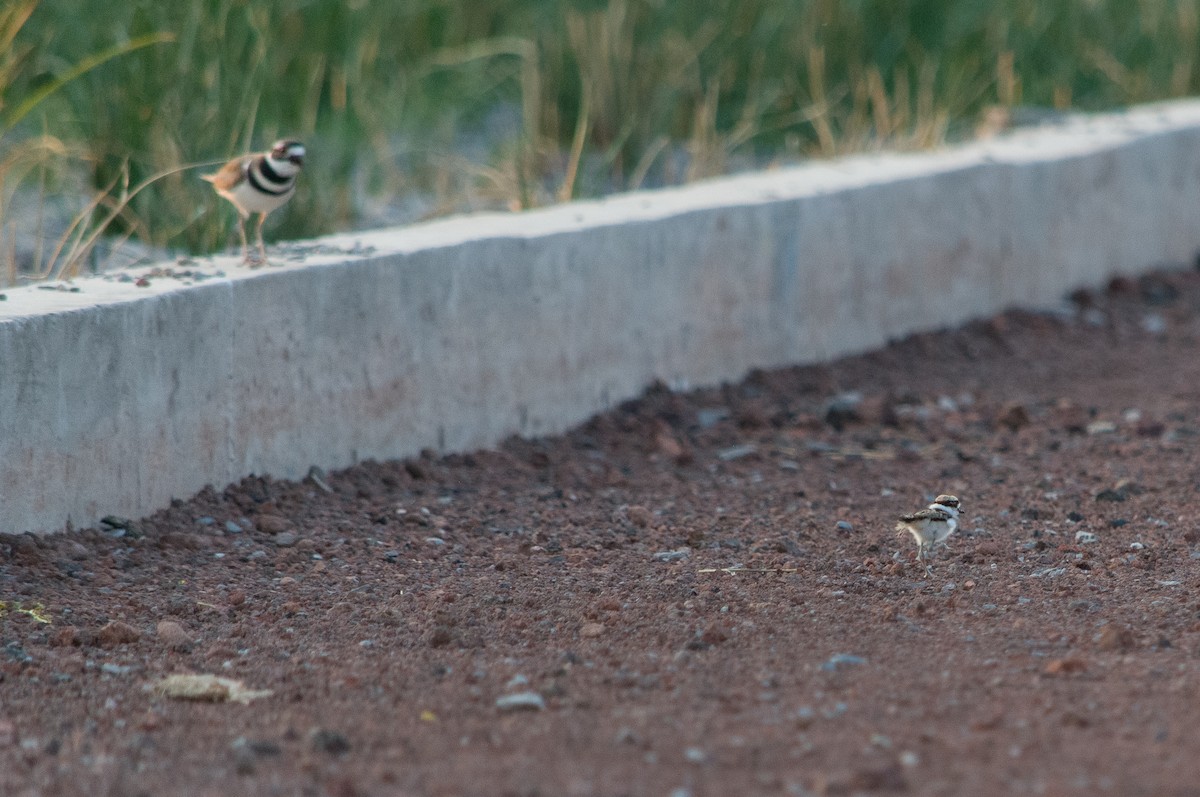 Killdeer - ML617904191