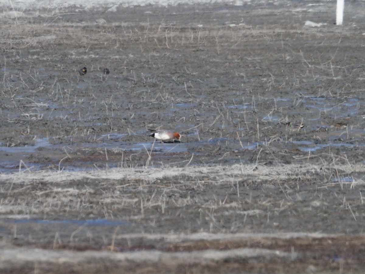 Eurasian Wigeon - Robert Kemper